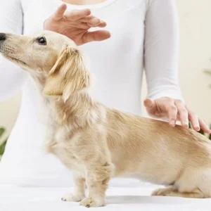 El Reiki para animales